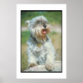 Miniature Schnauzer Poster (Voorkant)