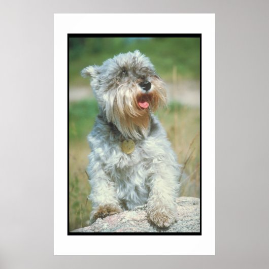 Miniature Schnauzer Poster (Voorkant)