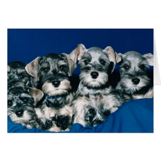 Miniature Schnauzer Puppies (Voorkant Horizontaal)