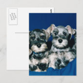 Miniature Schnauzer Puppies Briefkaart (Voorkant / Achterkant)