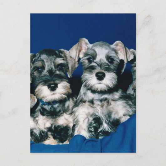 Miniature Schnauzer Puppies Briefkaart (Voorkant)