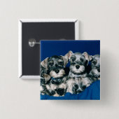 Miniature Schnauzer Puppies Vierkante Button 5,1 Cm (Voorkant /achterkant)
