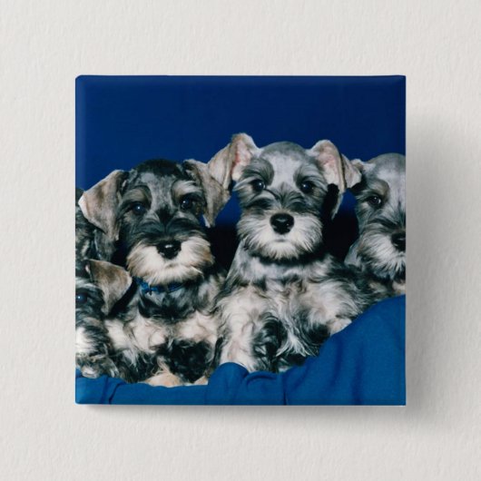 Miniature Schnauzer Puppies Vierkante Button 5,1 Cm (Voorkant)