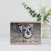 Miniature Schnauzer Puppy Briefkaart (Staand voorkant)