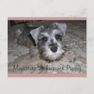 Miniature Schnauzer Puppy Briefkaart