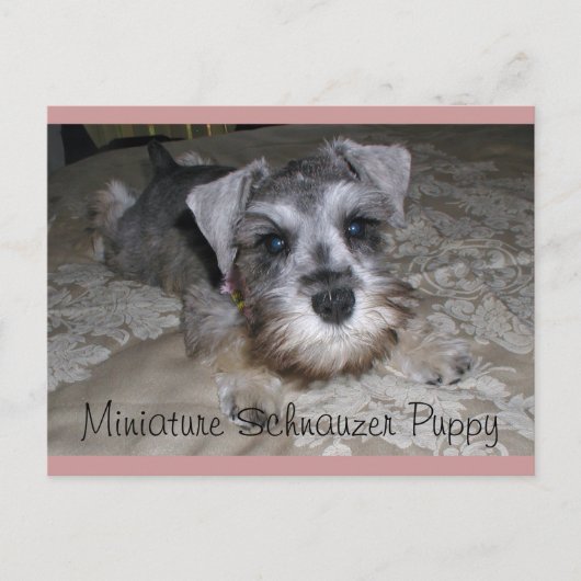 Miniature Schnauzer Puppy Briefkaart (Voorkant)