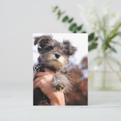 Miniature Schnauzer Puppy Briefkaart (Staand voorkant)