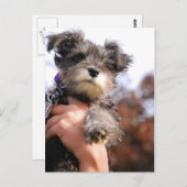 Miniature Schnauzer Puppy Briefkaart (Voorkant / Achterkant)