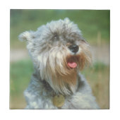 Miniature Schnauzer Silver Tile Tegeltje (Voorkant)