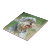 Miniature Schnauzer Silver Tile Tegeltje (Zijkant)