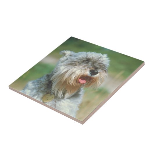 Miniature Schnauzer Silver Tile Tegeltje (Zijkant)