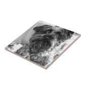 Miniature Schnauzer Tegeltje (Zijkant)