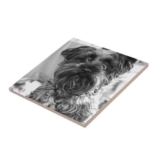 Miniature Schnauzer Tegeltje (Zijkant)