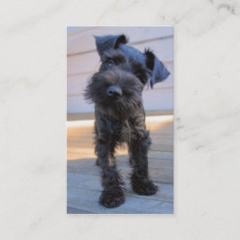Miniature Schnauzer Visitekaartje - #3