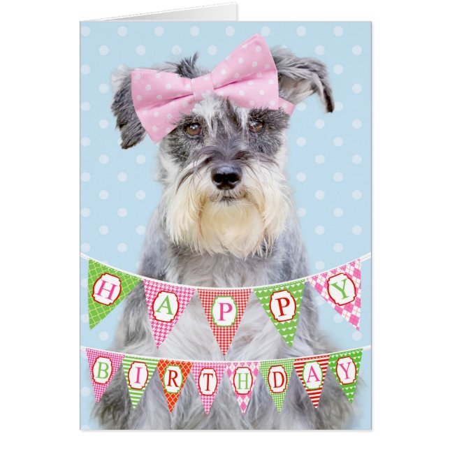 Miniature Schnauzer Wearing Pink Polka Dot Bow (Voorkant)