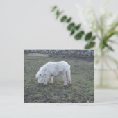 Miniature White Horse Gifts Briefkaart (Staand voorkant)