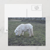 Miniature White Horse Gifts Briefkaart (Voorkant / Achterkant)