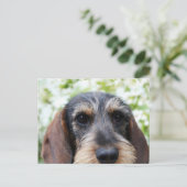 Miniature Wire Haire Dachshund Briefkaart (Staand voorkant)