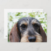 Miniature Wire Haire Dachshund Briefkaart (Voorkant / Achterkant)