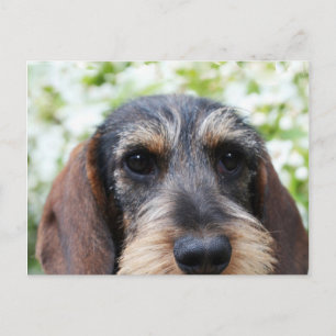 Miniature Wire Haire Dachshund Briefkaart