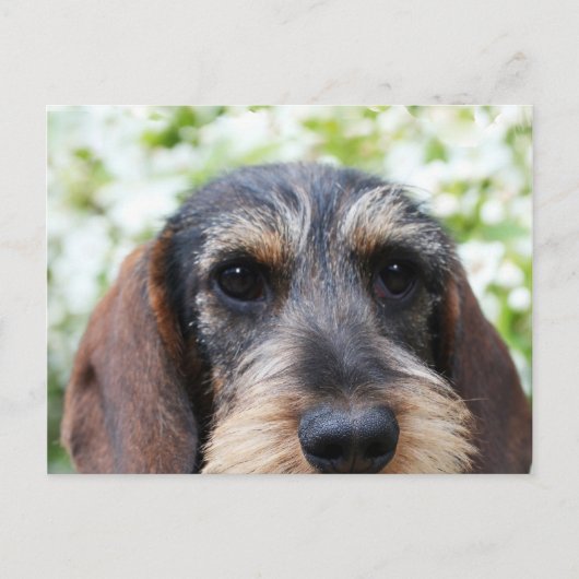 Miniature Wire Haire Dachshund Briefkaart (Voorkant)