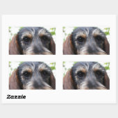 Miniature Wire Haire Dachshund Rechthoekige Sticker (Vel)