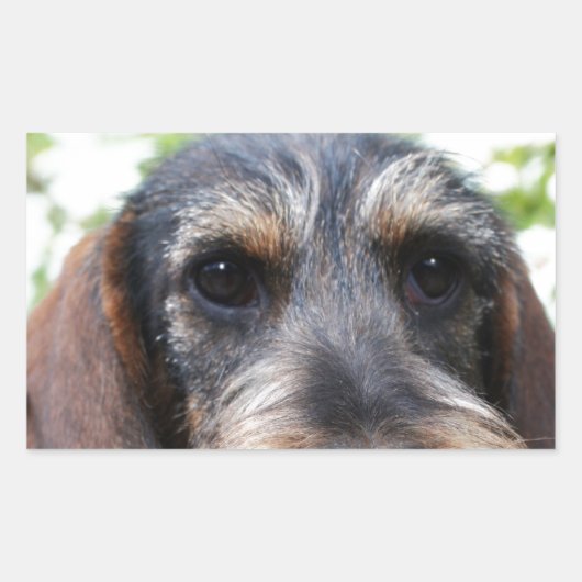 Miniature Wire Haire Dachshund Rechthoekige Sticker (Voorkant)