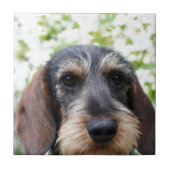 Miniature Wire Haire Dachshund Tegeltje (Voorkant)