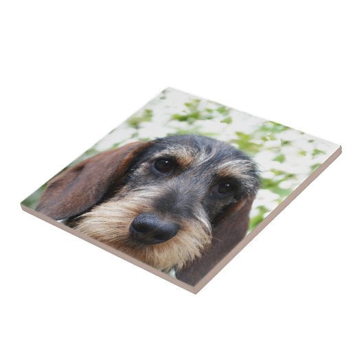 Miniature Wire Haire Dachshund Tegeltje (Zijkant)
