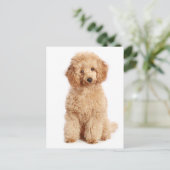Miniatuur Abrikoos Poedel Puppy Dog Blank Briefkaa Briefkaart (Staand voorkant)