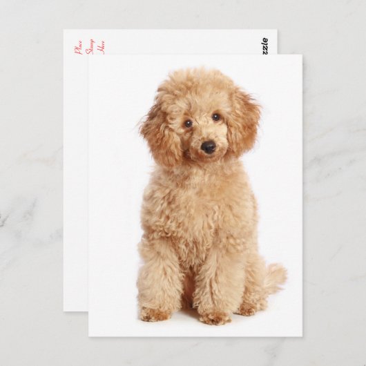 Miniatuur Abrikoos Poedel Puppy Dog Blank Briefkaa Briefkaart (Voorkant / Achterkant)