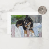 Miniatuur Amerikaanse Herder Black Tri Puppy Notitiekaartje (Voorkant / Achterkant in situ)