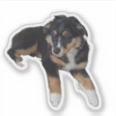 Miniatuur Amerikaanse Herder Black Tri Puppy Sticker (Voorkant)