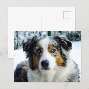 Miniatuur Amerikaanse Herder Blue Merle Briefkaart