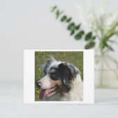 Miniatuur Amerikaanse Herder Blue Merle Briefkaart (Staand voorkant)