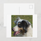 Miniatuur Amerikaanse Herder Blue Merle Briefkaart (Voorkant / Achterkant)