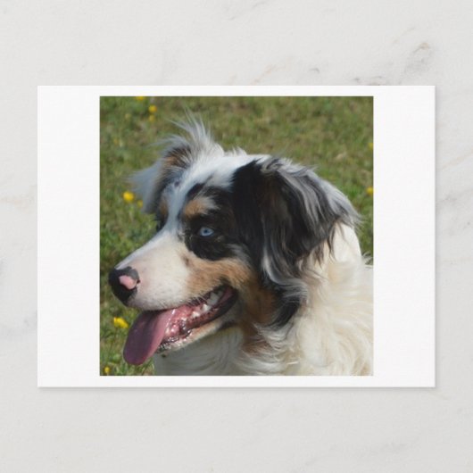 Miniatuur Amerikaanse Herder Blue Merle Briefkaart (Voorkant)