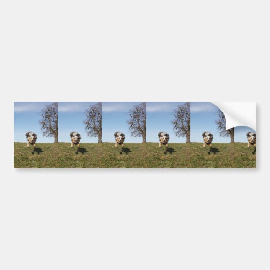 Miniatuur Amerikaanse Herder Blue Merle Jumping Bumpersticker (Voorkant)
