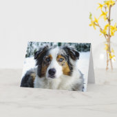 Miniatuur Amerikaanse Herder Blue Merle Kaart (Gele Bloem)