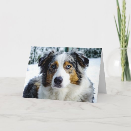 Miniatuur Amerikaanse Herder Blue Merle Kaart (Voorkant)