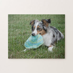 Miniatuur Amerikaanse Herder Blue Merle met Speelg Legpuzzel