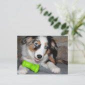 Miniatuur Amerikaanse Herder Blue Merle Puppy Briefkaart (Staand voorkant)