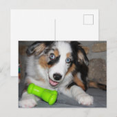 Miniatuur Amerikaanse Herder Blue Merle Puppy Briefkaart (Voorkant / Achterkant)