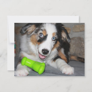 Miniatuur Amerikaanse Herder Blue Merle Puppy Briefkaart