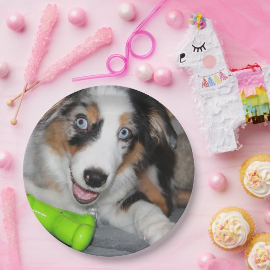 Miniatuur Amerikaanse Herder Blue Merle Puppy Papieren Bordje (Feest)