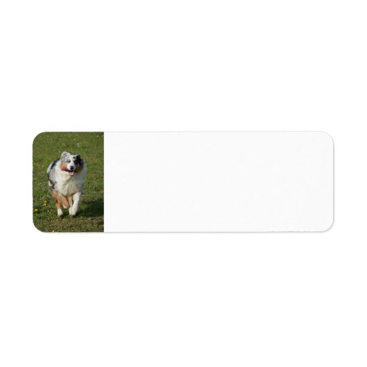 Miniatuur Amerikaanse Herder Blue Merle Running Etiket (Voorkant)
