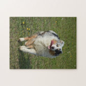Miniatuur Amerikaanse Herder Blue Merle Running Legpuzzel (Horizontaal)