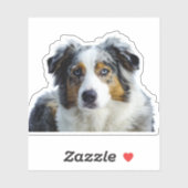Miniatuur Amerikaanse Herder Blue Merle Sticker (Vel)