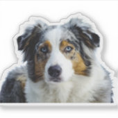 Miniatuur Amerikaanse Herder Blue Merle Sticker (Voorkant)