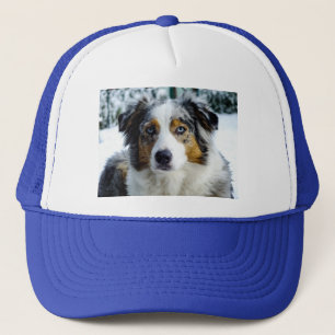 Miniatuur Amerikaanse Herder Blue Merle Trucker Pet